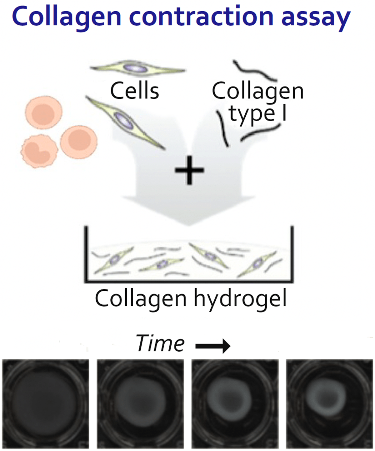 CollagenContraction